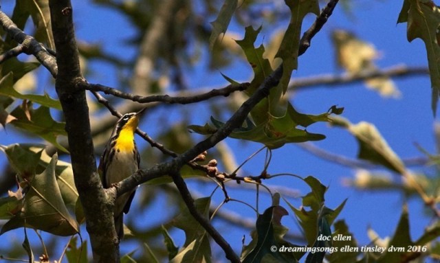 WALK3475 07-21-16 @ 08-10-29 New Hopeyellow-throated warbler