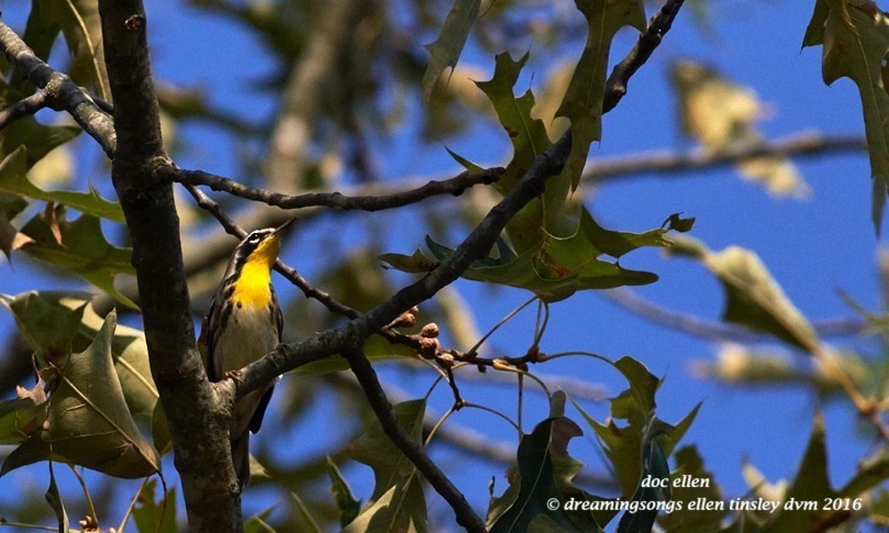 WALK3475 07-21-16 @ 08-10-29 New Hopeyellow-throated warbler