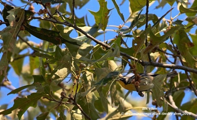 WALK3496 07-21-16 @ 08-11-28 New Hopeyellow-throated warbler