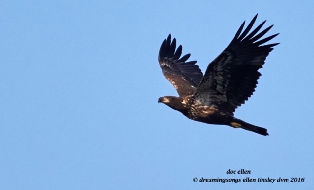 WALK4080 07-25-16 @ 08-03-13 Ebenezer Big Chick