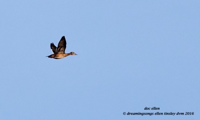 wood duck hen