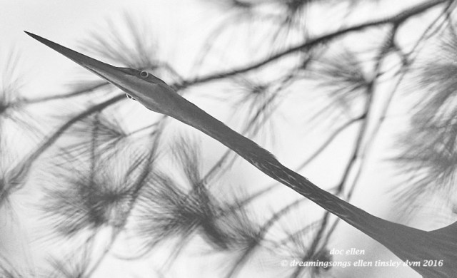 WALK5651 08-02-16 @ 08-05-26 Ebenezer gbh goggle eye b&w