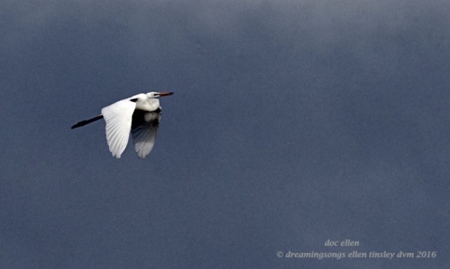 WALK5772 08-05-16 @ 08-52-22 Ebenezer storm egret