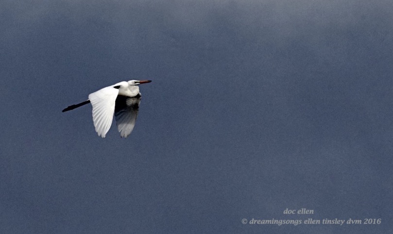 WALK5772 08-05-16 @ 08-52-22 Ebenezer storm egret