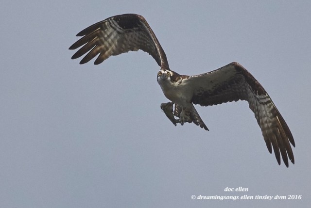 WALK5813 08-05-16 @ 08-59-28 Ebenezer osprey eyes me