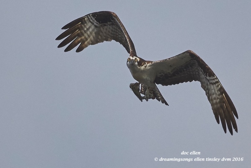 WALK5813 08-05-16 @ 08-59-28 Ebenezer osprey eyes me