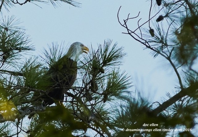 WALK6363 08-11-16 @ 07-50-07 Ebenezer hot 4 yo