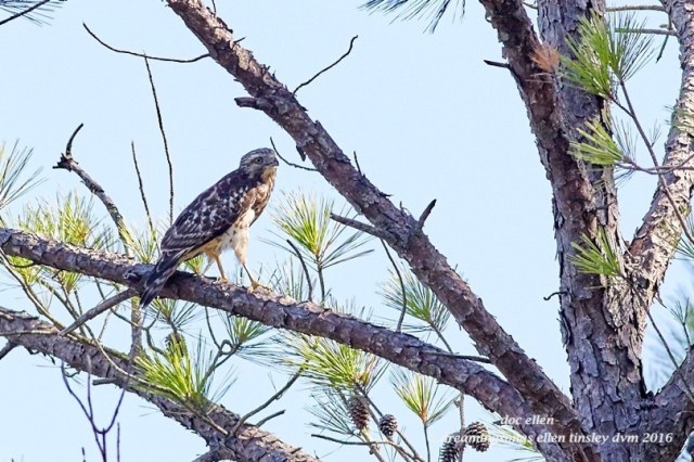 WALK7411 08-16-16 @ 10-23-04 Ebenezer raptor eye