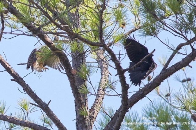 WALK7412 08-16-16 @ 10-23-07 Ebenezer raptor eye