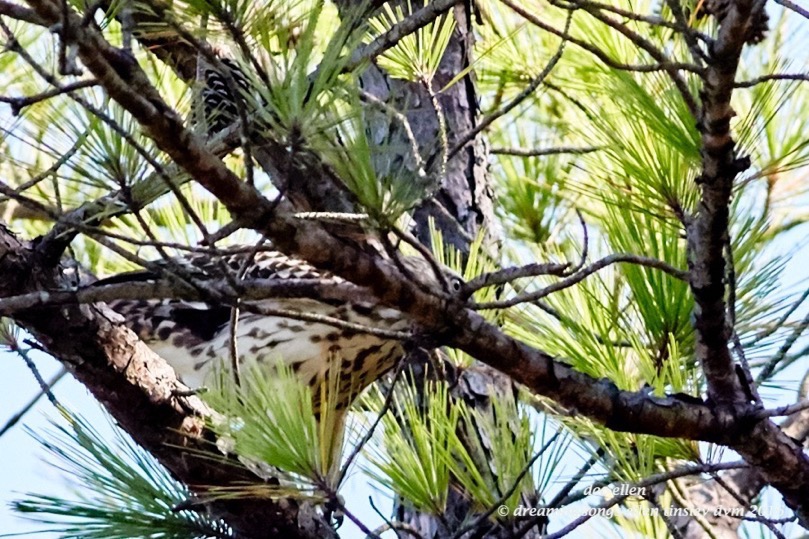 WALK7419 08-16-16 @ 10-23-07 Ebenezer raptor eye