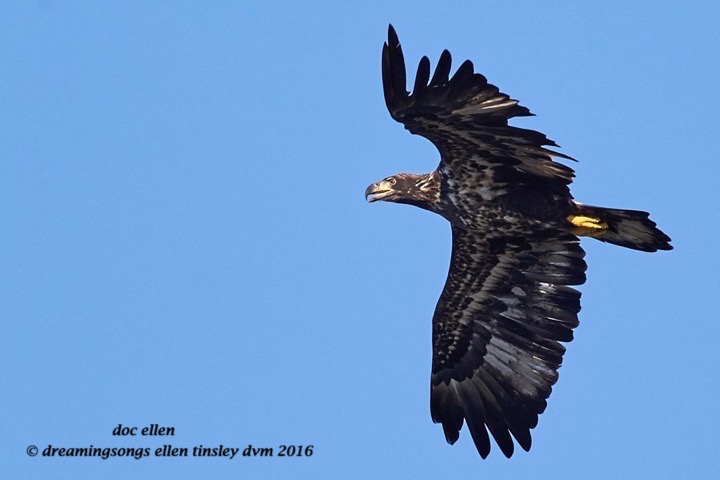 WALK7783 08-17-16 @ 09-11-53 Ebenezer 2 yo bald eagle
