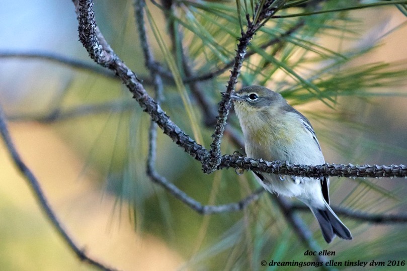 WALK8163 08-22-16 @ 07-15-52 Ebenezer blue-headed vireo