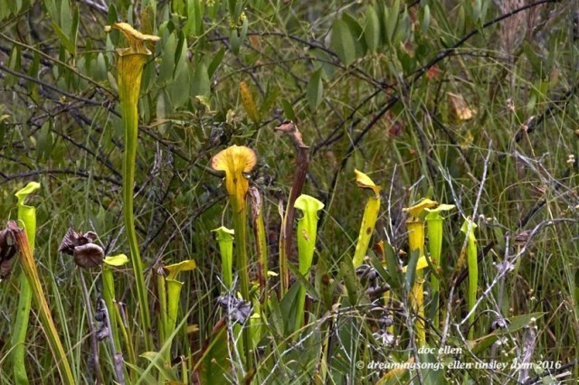WALK8965 08-24-16 @ 14-23-05 Mattamuskeet trumpets