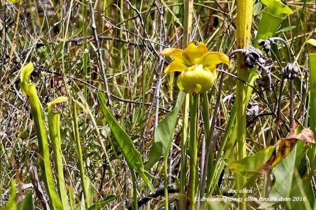 WALK8969 08-24-16 @ 14-23-45 Mattamuskeet trumpets