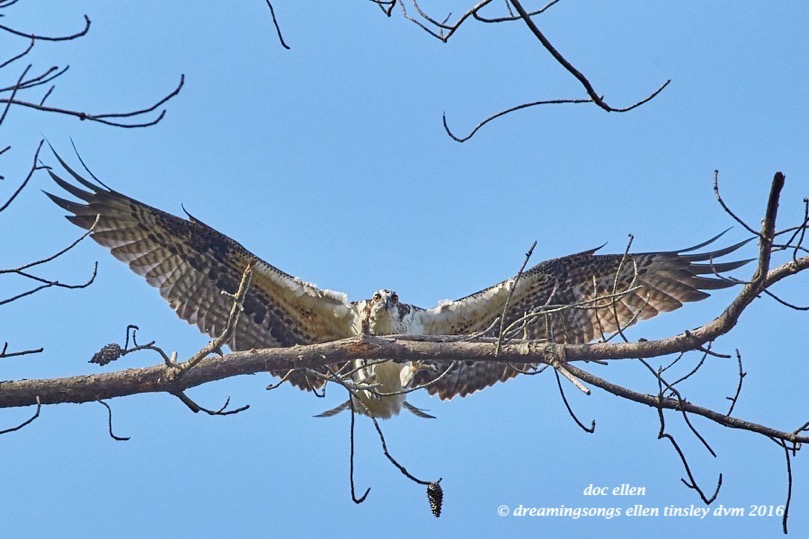 WALK9138 08-28-16 @ 09-47-03 Ebenezer osprey fledgling