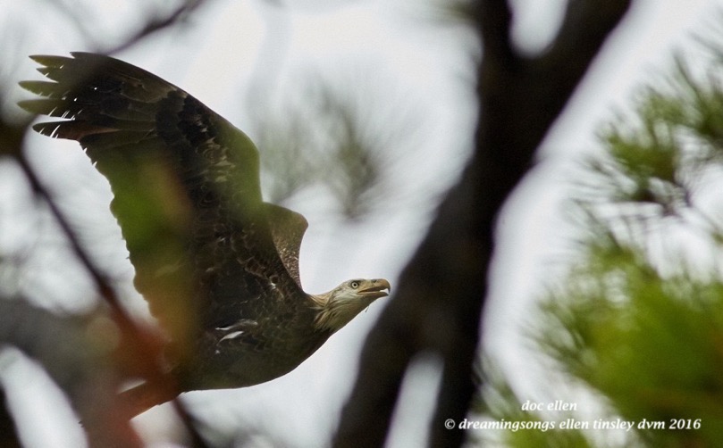 4-yo-eagle-thru-trees
