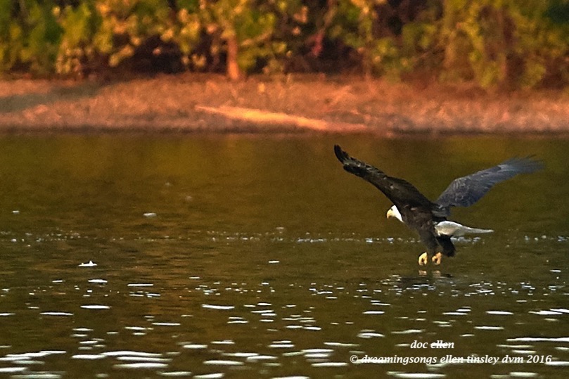 walk0810-09-07-16-07-17-48-ebenezer-godiva-fishing
