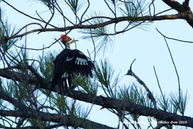 walk3055-09-14-16-08-55-36-ebenezer-pileated-woodpecker