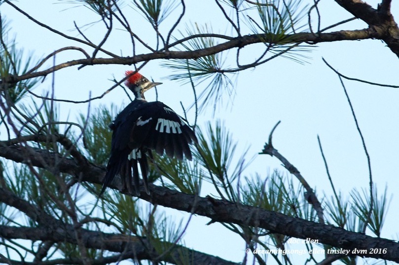 walk3055-09-14-16-08-55-36-ebenezer-pileated-woodpecker