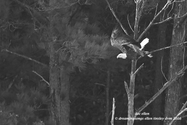 walk4257-09-24-16-07-40-29-ebenezer-godiva-b-and-w