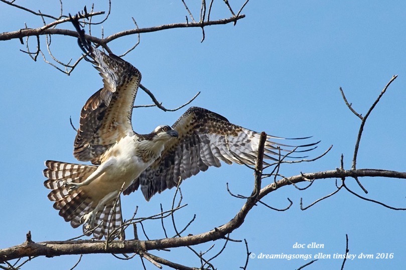 WALK9177 08-28-16 @ 09-49-41 Ebenezer osprey fishing