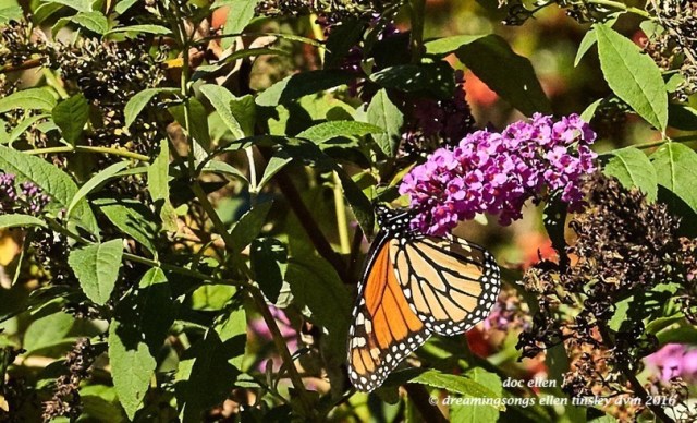 walk0560-10-24-16-11-07-38-raulston-monarch-butterfly