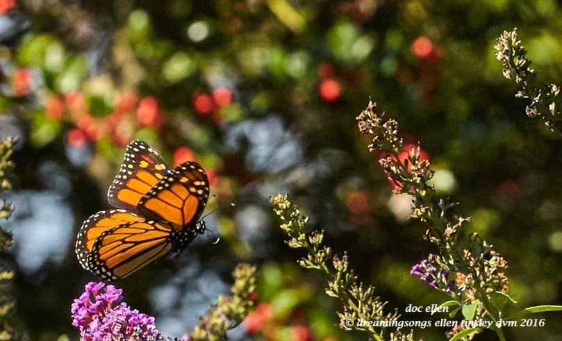 walk0580-10-24-16-11-10-10-raulston-monarch-butterfly