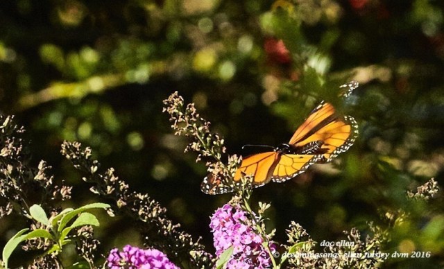 walk0597-10-24-16-11-10-43-raulston-monarch-butterfly