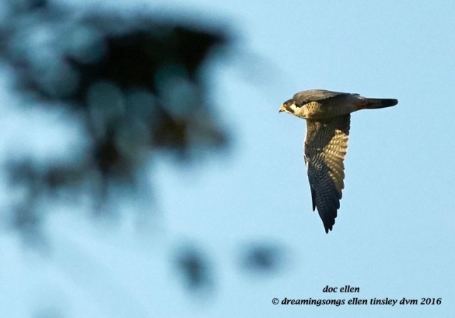 walk1093-10-26-16-08-25-59-peregrine