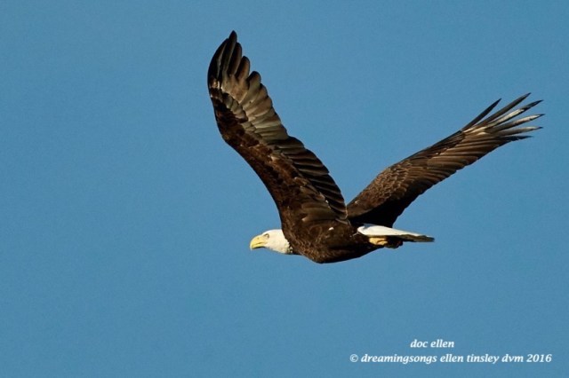 walk5903-10-02-16-08-29-39-ebenezer-eagle-flight