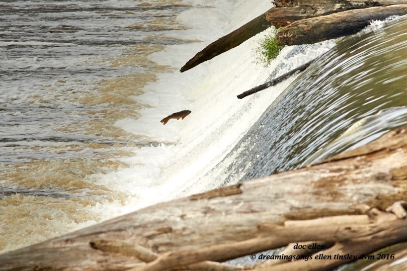 walk6990-10-04-16-10-31-01-buckhorn-carp-leap