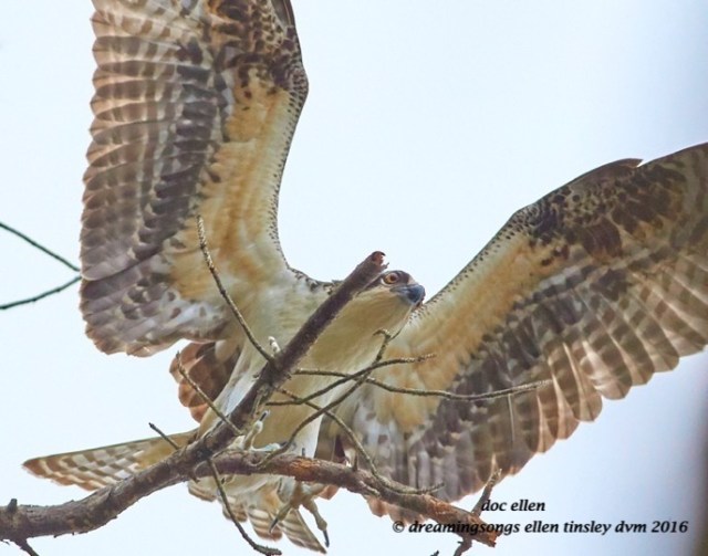 walk7119-10-05-16-09-25-36-ebenezer-osprey-juvie-landing