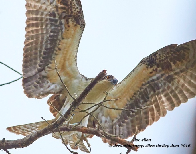 walk7119-10-05-16-09-25-36-ebenezer-osprey-juvie-landing