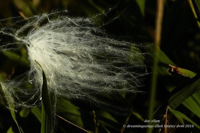 walk8722-10-11-16-16-54-56-jordan-dam-feather-detail