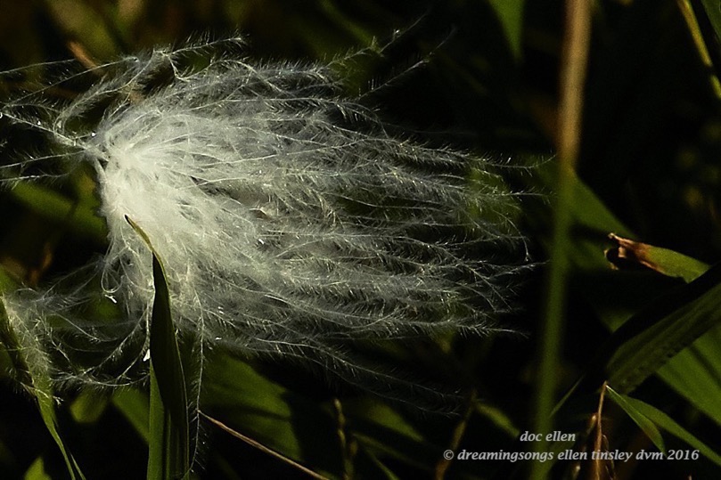 walk8722-10-11-16-16-54-56-jordan-dam-feather-detail
