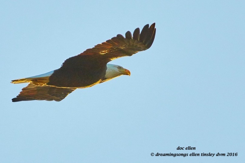 walk8854-10-12-16-07-46-44-jordan-dam-bulkhead-female