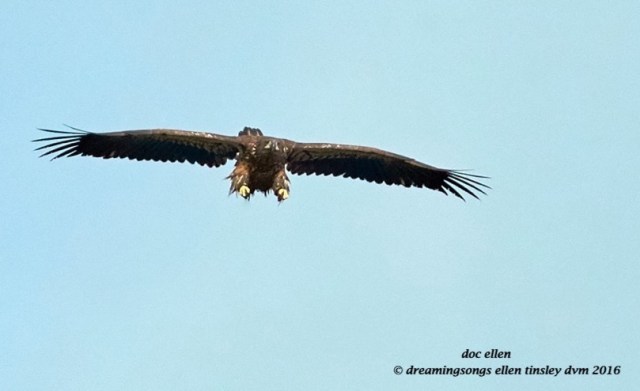 walk9572-10-14-16-09-14-23-jordan-dam-fledgling-bomber