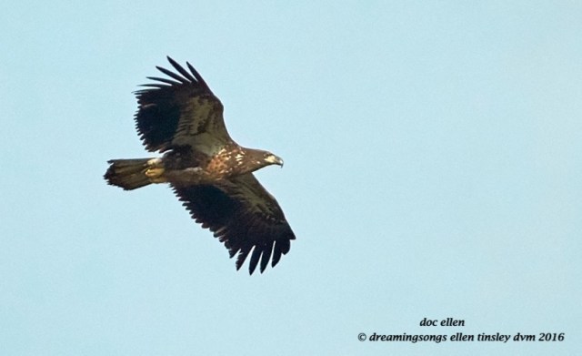 walk9581-10-14-16-09-14-27-jordan-dam-fledgling-bomber