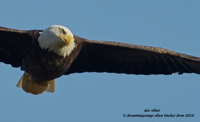 walk9774-10-17-16-09-09-35-jordan-dam-eagle-attention
