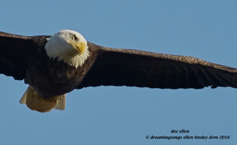 walk9774-10-17-16-09-09-35-jordan-dam-eagle-attention