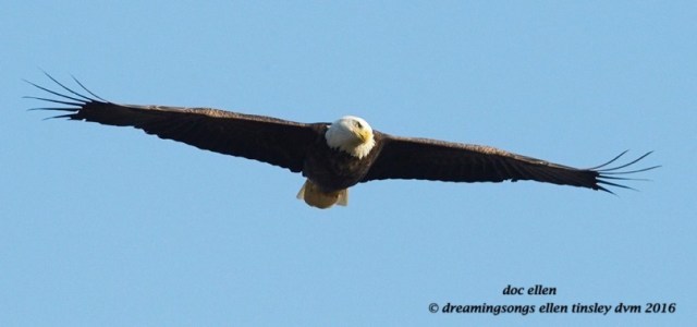 walk9774-10-17-16-09-09-35-jordan-dam-head-tilt-full-body