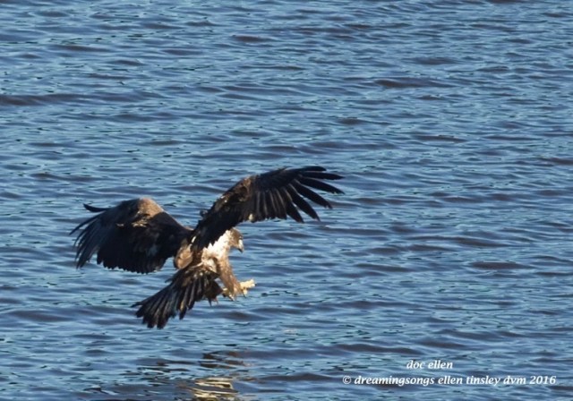 walk0869-10-25-16-09-30-50-jordan-fledgling-strike