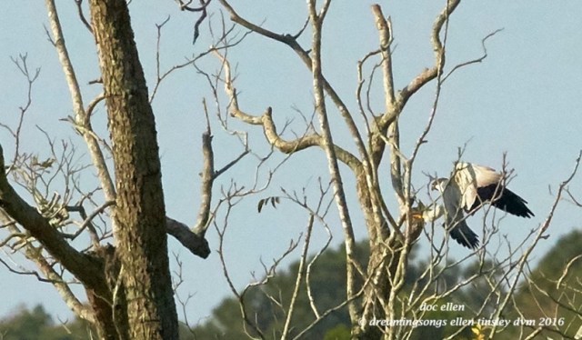 walk2467-11-02-16-09-41-26-midpines-peregrine