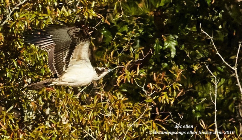walk2912-11-07-16-10-05-23-ebenezer-osprey