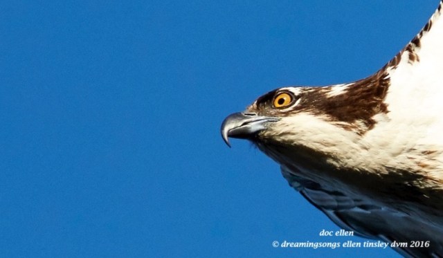 walk2958-11-07-16-10-05-42-ebenezer-osprey