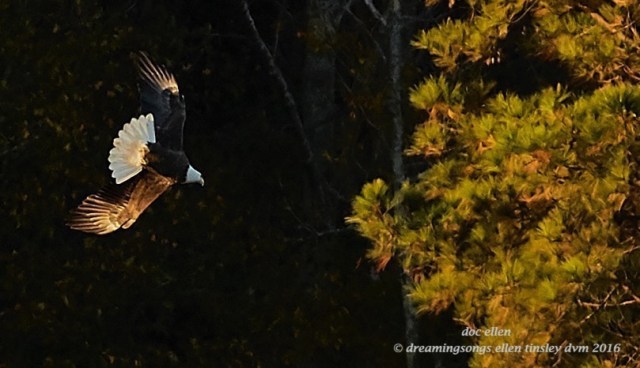 walk3675-11-12-16-08-17-01-ebenezer-godiva