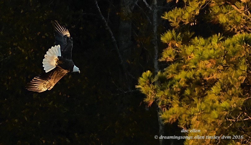 walk3675-11-12-16-08-17-01-ebenezer-godiva