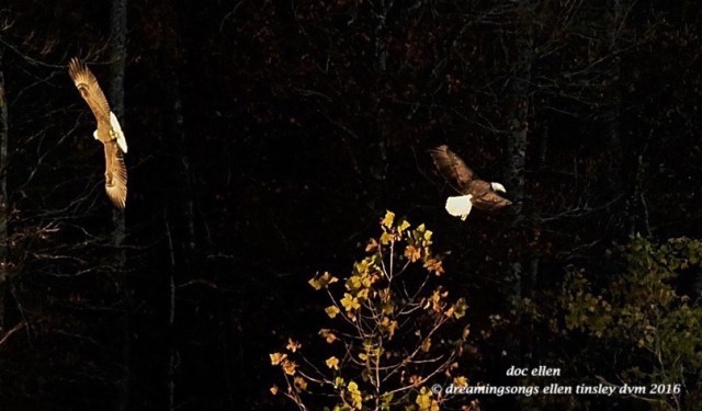 walk3930-11-12-16-08-20-19-ebenezer-coot-hunt