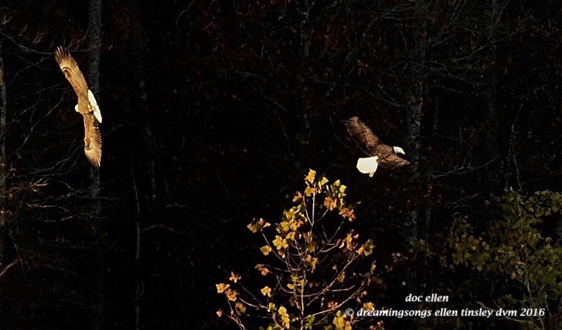 walk3930-11-12-16-08-20-19-ebenezer-coot-hunt