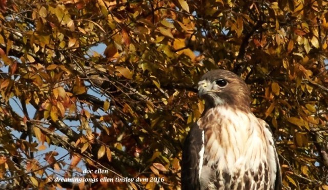 walk5500-11-18-16-12-24-00-midpines-r-t-head-detail